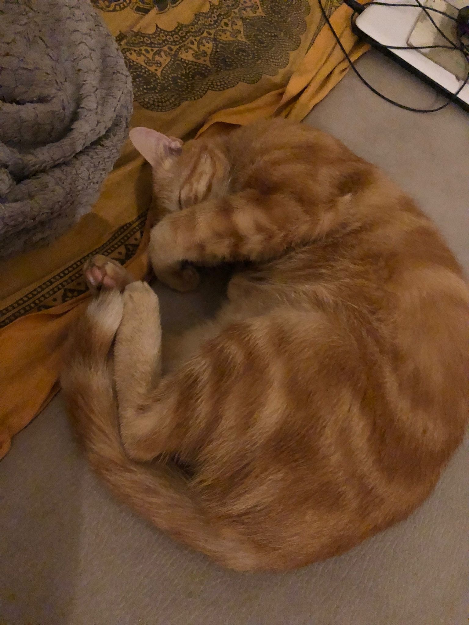 Profil de Fouhad, 20 ans, Rencontre Mature à Abernethy